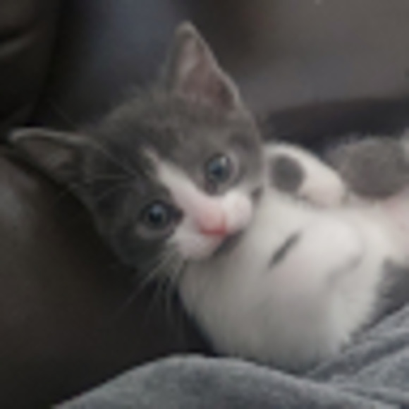 Meet your Posher, Charlene - Picture 1 of 1